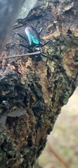 Strongylium aurichalceum