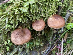Lepiota calcicola