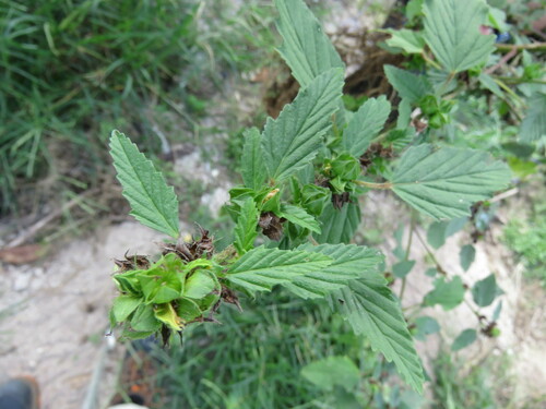 Malvastrum coromandelianum observed 2022-11-22