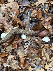 Neofavolus americanus