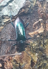 Strongylium aurichalceum