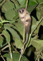 Marmosa alstoni