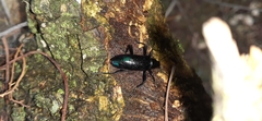 Strongylium aurichalceum