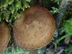 Lepiota calcicola