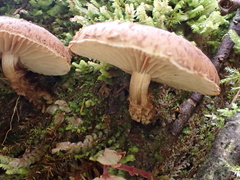 Lepiota calcicola