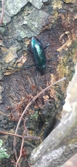 Strongylium aurichalceum