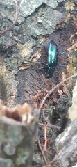 Strongylium aurichalceum