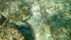 Abudefduf troschelii