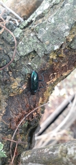 Strongylium aurichalceum