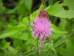 Campuloclinium macrocephalum