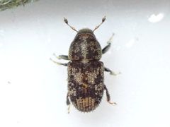 Chaetoptelius mundulus
