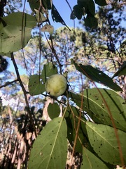 Diospyros virginiana image
