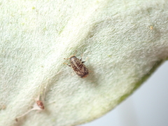 Chaetoptelius mundulus