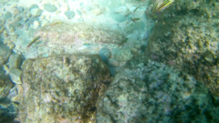 Abudefduf troschelii