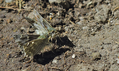Muschampia floccifera
