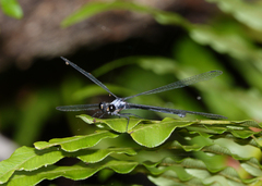 Austroargiolestes elke