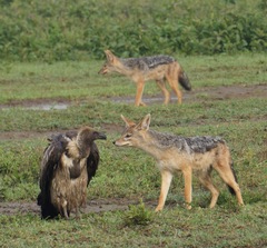 Lupulella mesomelas schmidti