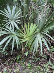 Sabal mauritiiformis
