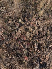 Cactaceae