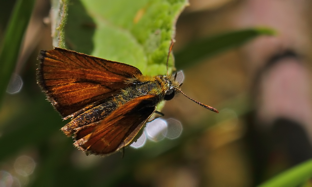 Thymelicus novus