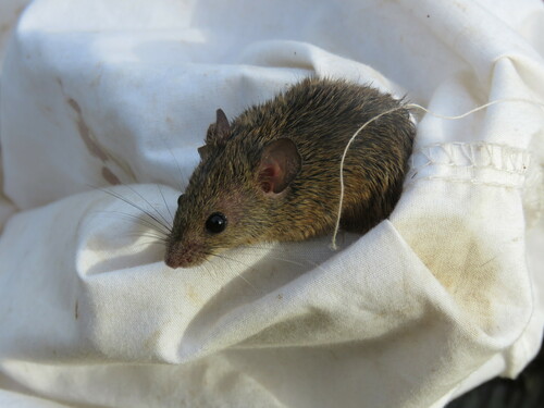Mus musculus observed 2022-11-23