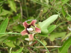 Araujia megapotamica