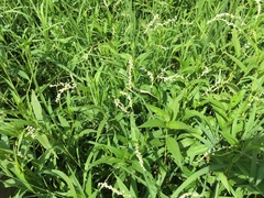 Persicaria robustior