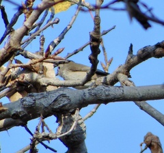 Baeolophus inornatus