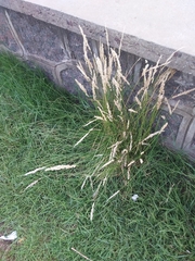 Poaceae