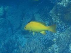 Mycteroperca rosacea