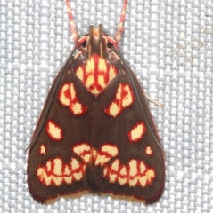 Lophopepla igniferella