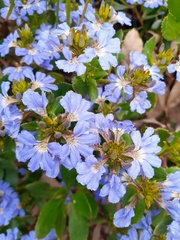 Scaevola nitida