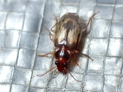 Philophlaeus luculentus