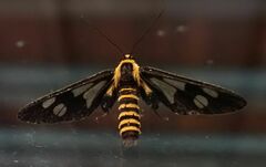 Eressa rhysoptila