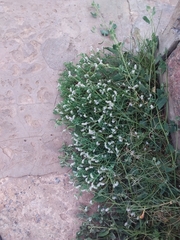 Heliotropium curassavicum