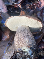Leccinum manzanitae