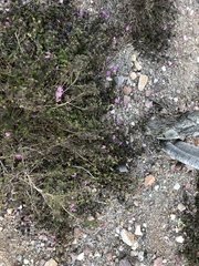 Lantana montevidensis