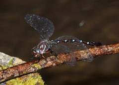 Austroaeschna eungella