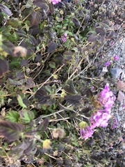 Lantana montevidensis