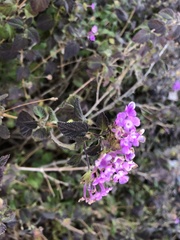 Lantana montevidensis