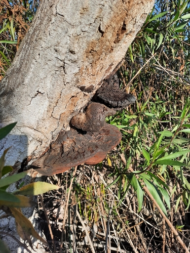 iNaturalist observation photo of Mustard Yellow Polypore