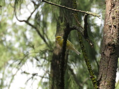 Serinus canaria