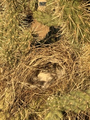 Campylorhynchus brunneicapillus