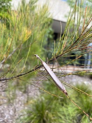 Archimantis latistyla