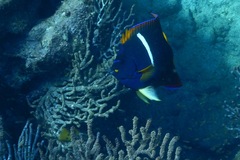 Holacanthus passer