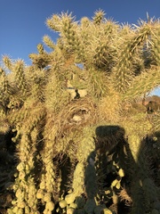 Campylorhynchus brunneicapillus