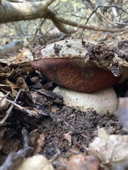 Rubroboletus