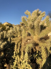 Campylorhynchus brunneicapillus