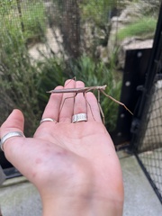 Archimantis latistyla