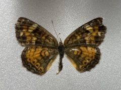 Phyciodes batesii